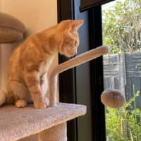 Photo of Simba   In Foster Care In Bentleigh East