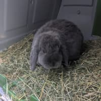 Photo of 🐰 Lori 6133 🐰