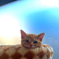 Photo of Sesame