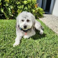 Photo of Archie