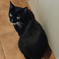 Photo of Lucky