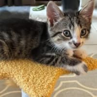Photo of Bean