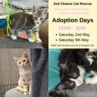 Photo of Ash ** 2nd Chance Cat Rescue **