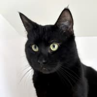 Photo of Salem Sua013015