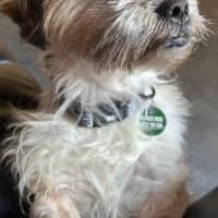 Photo of Gingy Newhaven