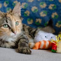 Photo of Marble