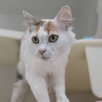 Photo of 🍹 Mimosa 5729 🍹