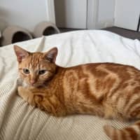 Photo of Tigger