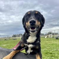 Photo of Banjo