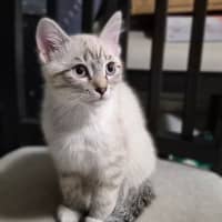 Photo of Stripey Tail