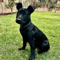 Photo of Nyxie
