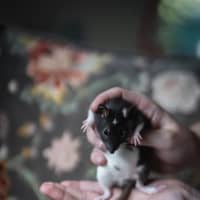 Photo of Ginkgo & Blossom
