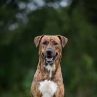 Photo of Remy