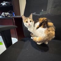 Photo of Tigger