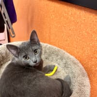 Photo of Nimbus