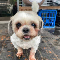 Photo of Coco And Nero   Bonded Pair