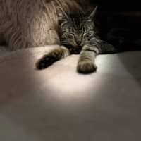 Photo of S'mores   Located In Frankston