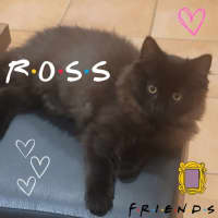 Photo of 💕 Ross Gellar 💕