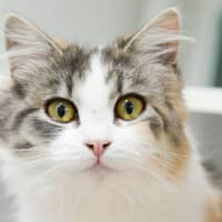 Photo of Zelda