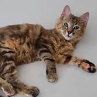 Photo of Skittles 