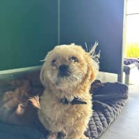 Photo of Hiccup