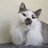 Photo of 🎪 Elmo 5400 🎪