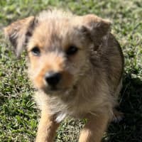 Photo of Leeroy   9 Week Old Fox Terrier X Kelpie