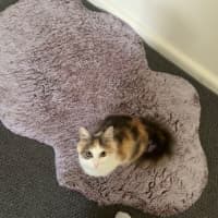 Photo of Pancake