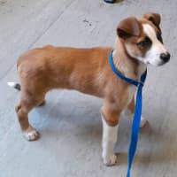 Photo of Rogue (Tuff)