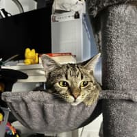 Photo of Cora   In Foster Care In Reservoir