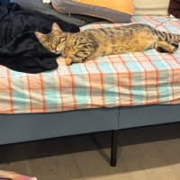 Photo of Tosca 