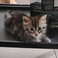 Photo of Macchiato