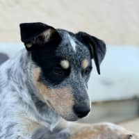 Photo of Locki