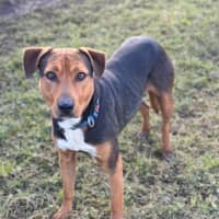 Photo of Beau