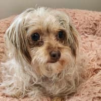 Photo of 🥐 Sandy 6064 🥐