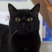 Photo of Apollo