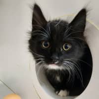 Photo of The Licorice Litter!