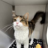 Photo of Octavia
