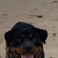 Photo of Rosie