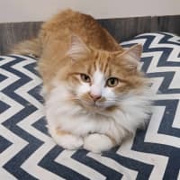 Photo of Sooki   Located In Preston 