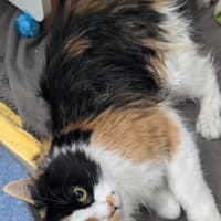 Photo of Cookie 