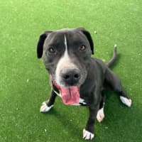 Photo of Riot Imp 1910