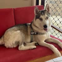 Photo of Halo   22 Month Old Husky