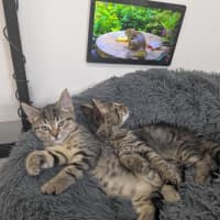 Photo of 🥜 Norton 6893 🥜