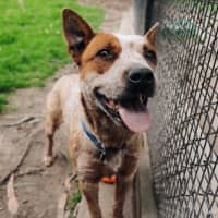 Photo of Nala Jablonksi