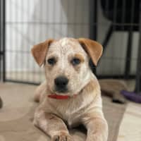 Photo of Tucker