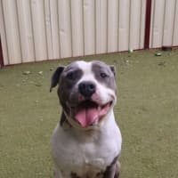 Photo of Billy Boy 