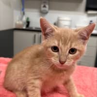 Photo of Paprika