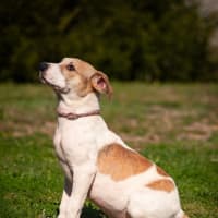 Photo of Sadie