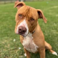 Photo of Duke